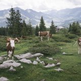 Les vaches laitières sont de moins en moins nombreuses dans les pâturages suisses.